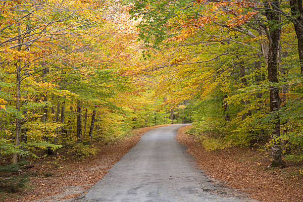 istock Road in the colorful, autumn woods 494961407