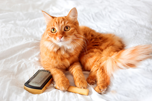 Ginger cat lies on bed with grooming comb. The fluffy pet comfortably settled on white sheet. Cute cozy background, morning bedtime at home.