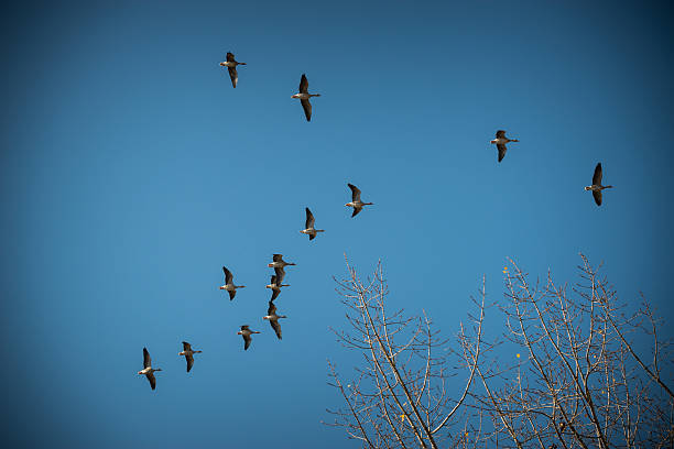 птица миграции - flugel стоковые фото и изображения