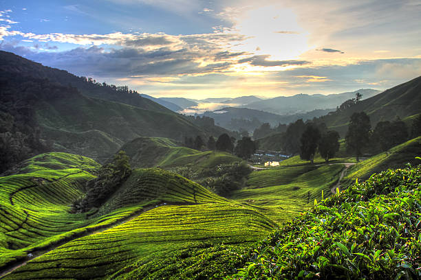 istock Cameron Highland, Malaysia 494962278