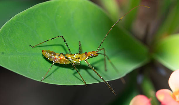 istock Long legged insect in the Amazon Jungle, Peru. 494962522