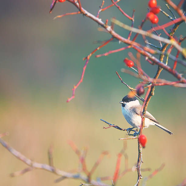 istock Marsh tit [Parus palustris] in winter 494962658