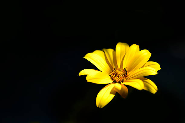 Isolated black background yellow cosmos flower