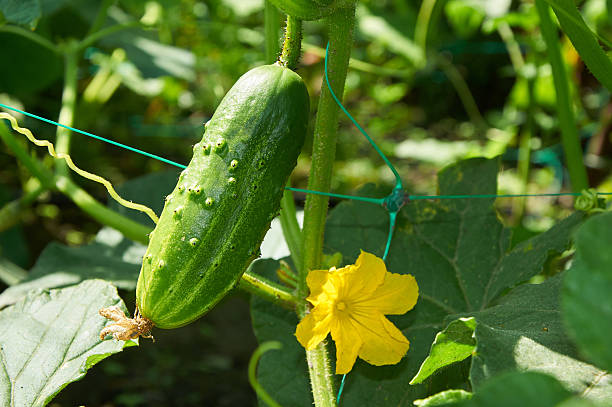 tagliato in luce brillante - cucumber vegetable plant single flower foto e immagini stock