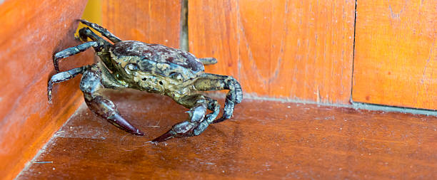 istock field crab on wooden floor 494964492