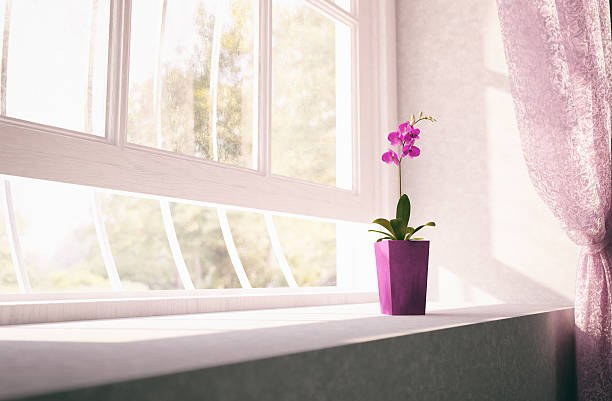 Purple orchid flower on window sill