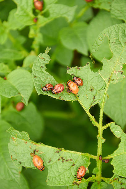 istock nasty young Colorado beetles 494972108