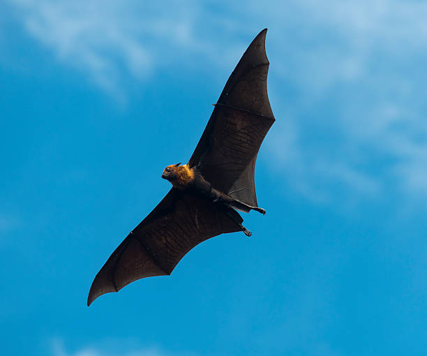 istock Foxes flying in the sky. biggest bat in Thailand 494972594