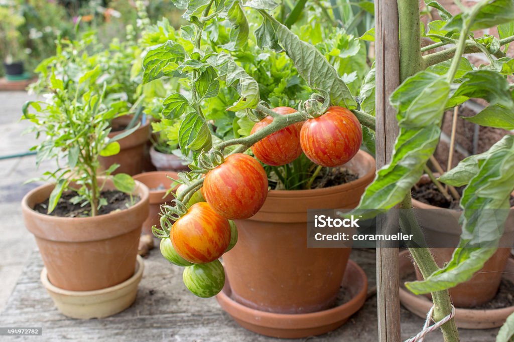 tomato plant Tomato plant with green and red fruits Flower Pot Stock Photo