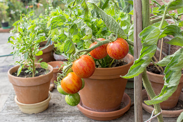 tomato plant Tomato plant with green and red fruits tomato plant stock pictures, royalty-free photos & images