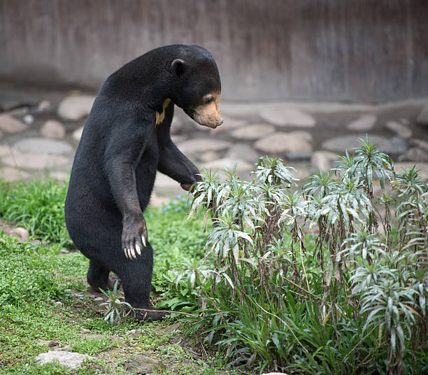 istock Malayan sun bear standing on hind legs by a bush 494973092