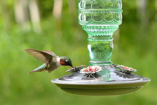 hummingbird watering stock photo