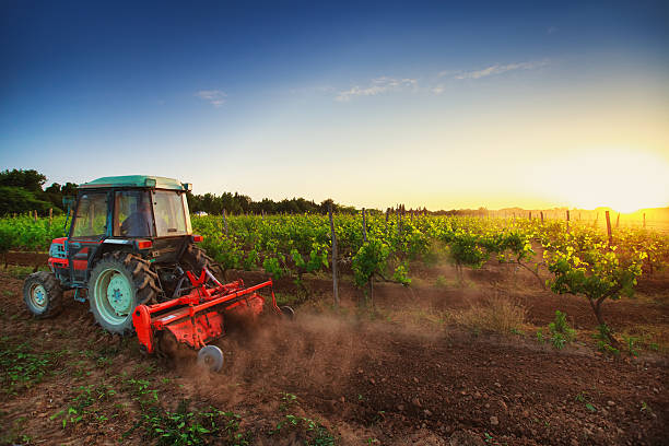 istock Tractor in the vineyard at sunset 494974034