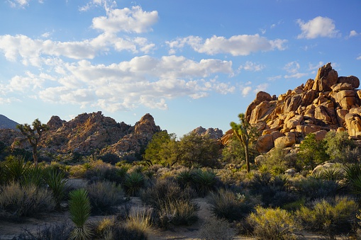 Hidden Valley Nature Trail, Joshua Tree National Park, California. With rock formations, trees, bushes and blue sky with puffy clouds.