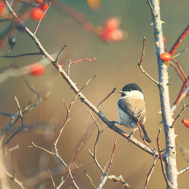istock Marsh tit [Parus palustris] in winter 494974930