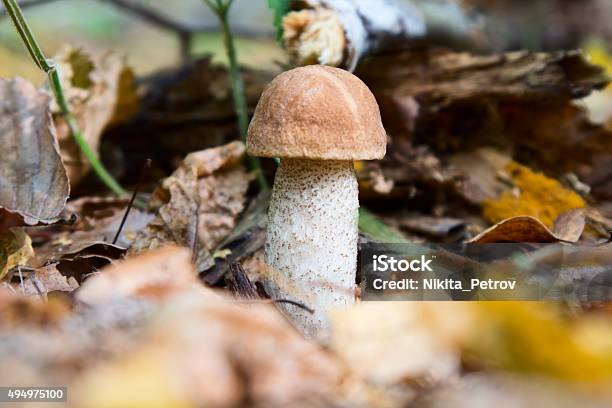 Boletus Edulis In The Forest Stock Photo - Download Image Now - 2015, Autumn, Boletus