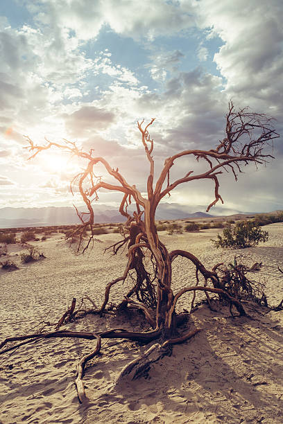 데스밸리 - mesquite tree 뉴스 사진 이미지