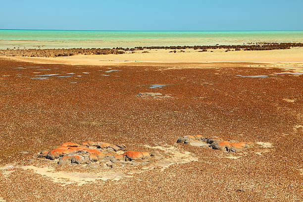 istock Stromatolites in Shark Bay, Australia 494975554