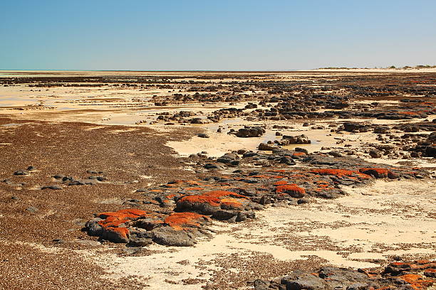 istock Stromatolites in Shark Bay, Australia 494975740
