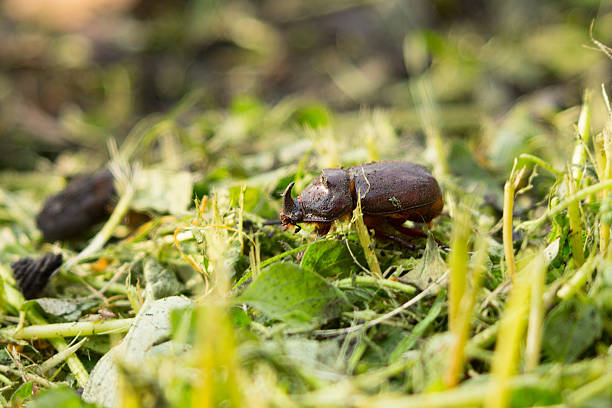 rinocerontes besouro in the grass - nasicornis - fotografias e filmes do acervo