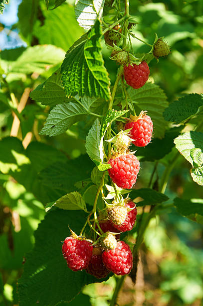 istock Big red ripe juicy raspberries 494976184