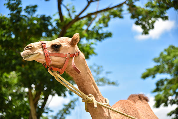 istock camel face in park sunny day 494976824