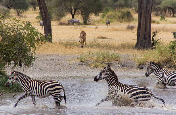 Zebra em perigo - fotografia de stock