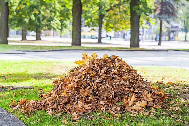 Heap of dry oak leaves stock photo