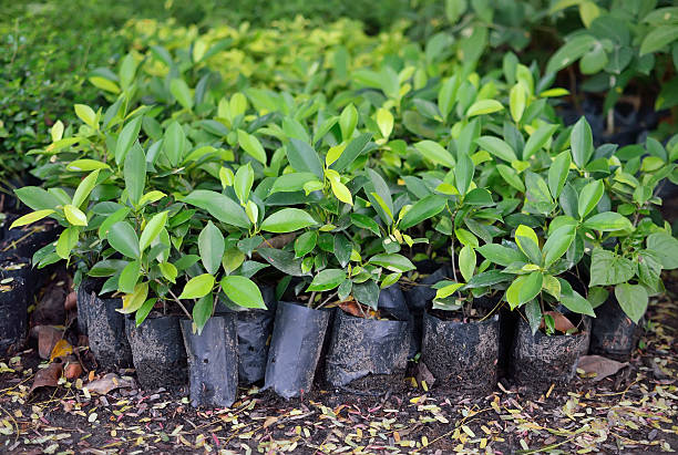 istock young plants for growing in garden 494977869