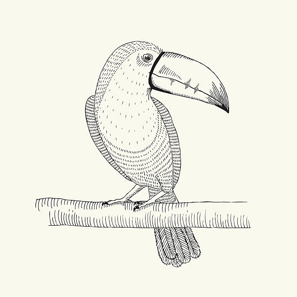 Hand Drawn Illustration Of Toucan Bird On The Branch Stock Illustration -  Download Image Now - iStock