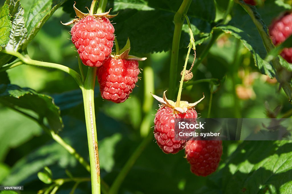 Several ripe red  raspberries growing on the bush Several ripe red  raspberries growing 2015 Stock Photo