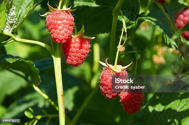 Several Ripe Red Raspberries Growing On The Bush Stock Photo - Download Image Now - 2015, Agriculture, Berry Fruit