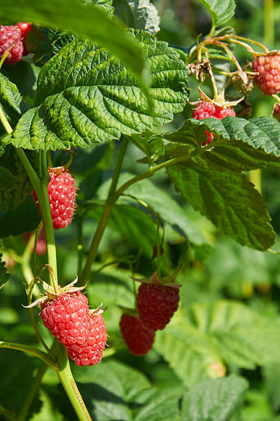 istock Several ripe red  raspberries growing on the bush 494978102