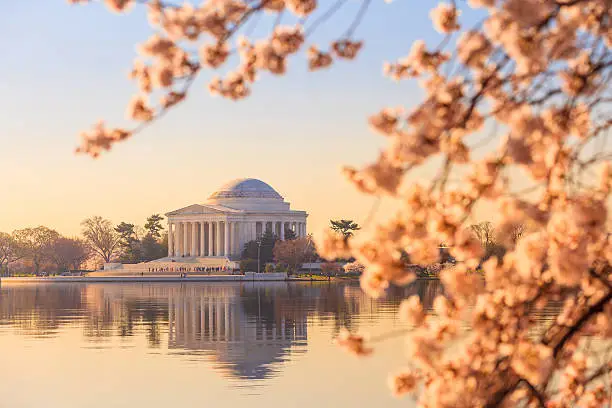 Photo of the Jefferson Memorial during the Cherry Blossom Festival
