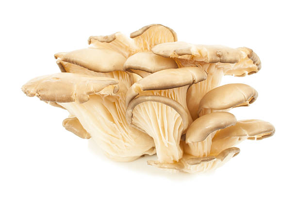 istock edible oyster mushrooms 494978856