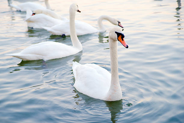 istock Beautiful young swans in lake 494979386