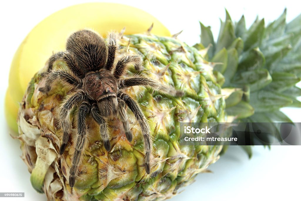Tarântula tropical imagem de aranha Agachamento mais de Abacaxi com Frutas - Foto de stock de Abacaxi royalty-free