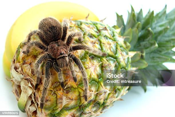 Foto de Tarântula Tropical Imagem De Aranha Agachamento Mais De Abacaxi Com Frutas e mais fotos de stock de Abacaxi