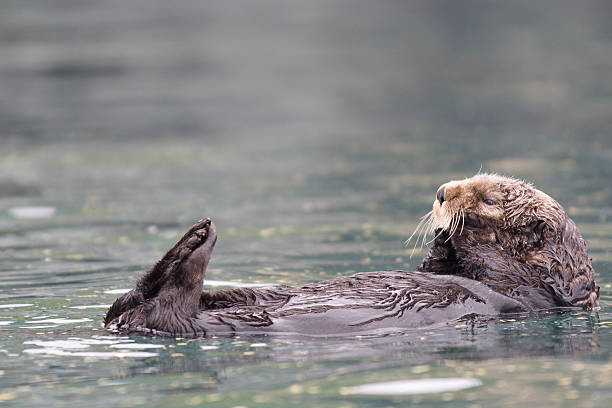 istock Sunny Cove Sea Otter 494980865