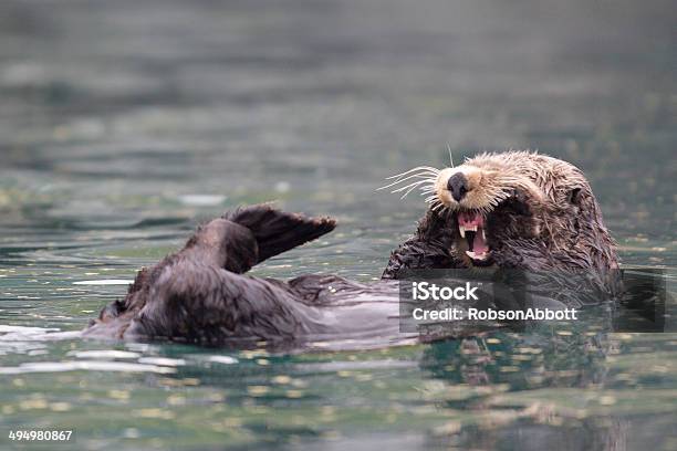 Sunny Cove Sea Otter Stock Photo - Download Image Now - Sea Otter, Alaska - US State, Floating On Water