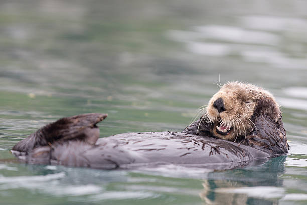 istock Sunny Cove Sea Otter 494980875