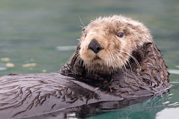 istock Sunny Cove Sea Otter 494980881