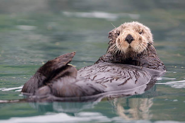istock Sunny Cove Sea Otter 494981617