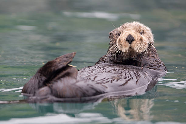 Sunny Cove Sea Otter A sea otter bathes itself in Sunny Cove on Fox Island near Seward, Alaska. seward alaska stock pictures, royalty-free photos & images