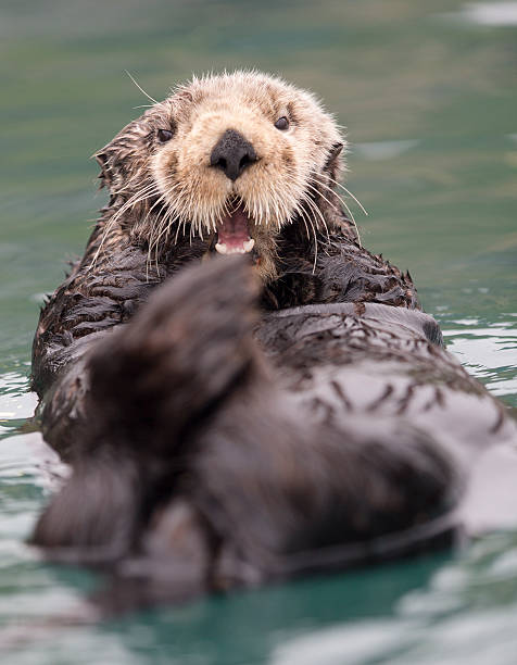 istock Sunny Cove Sea Otter 494981621