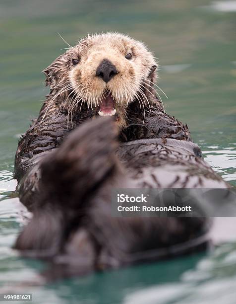 Sunny Cove Sea Otter Stock Photo - Download Image Now - Alaska - US State, Sea Otter, Otter