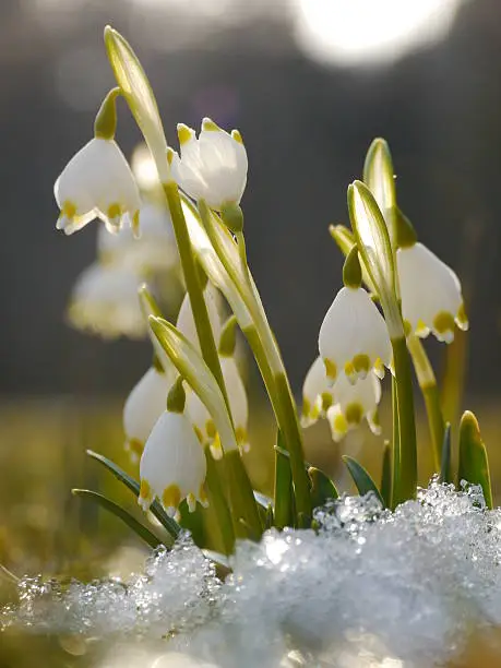 spring snowdrop snowflake flowers blooms between snow in forest. white seasonal beauty.