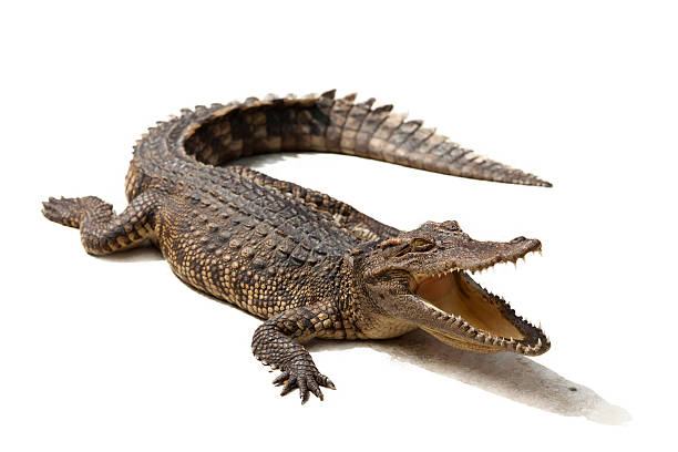 crocodile Crocodile on a white background. amphibian photos stock pictures, royalty-free photos & images