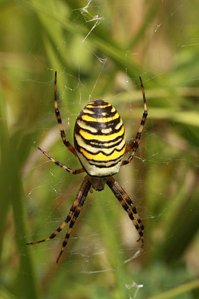 istock Argiope Bruennichi, female wasp spider 494983393