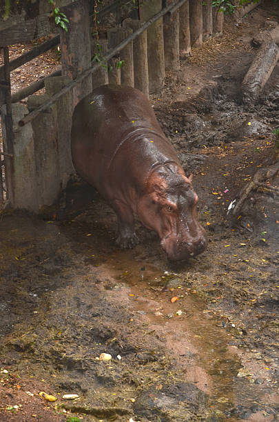 hipopótamo - hippopotamus amphibian sleeping hippo sleeping - fotografias e filmes do acervo